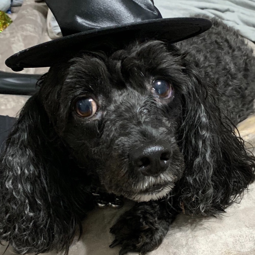 Meet your Posher, S sparkles